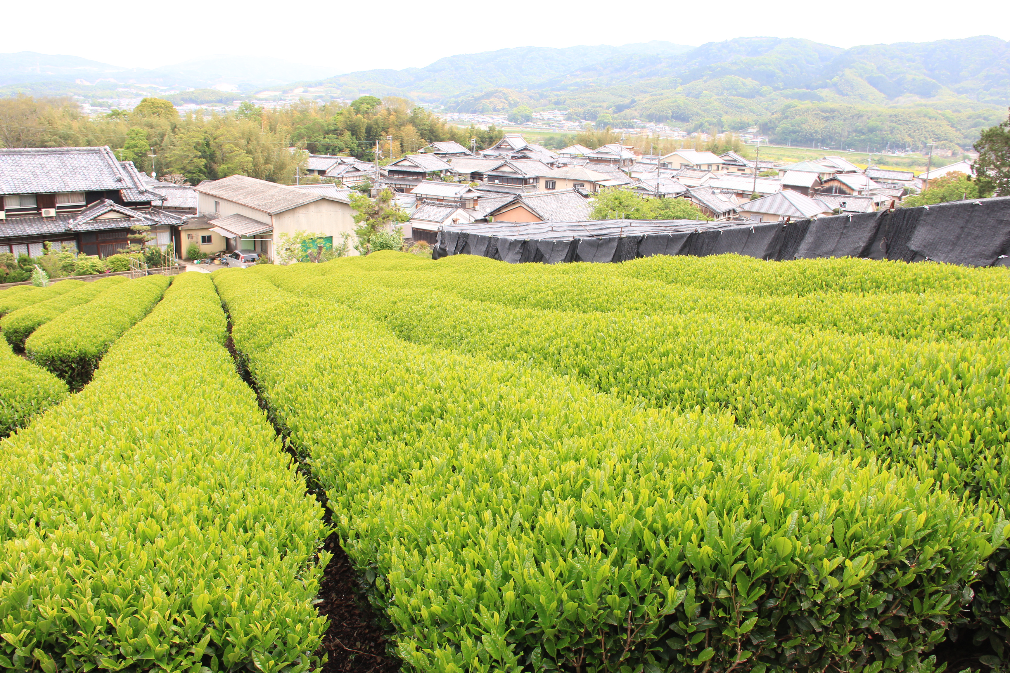 飯岡の茶畑 日本茶800年の歴史散歩に認定！
